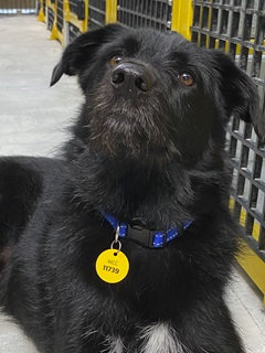 Image of dog wearing Wellington City Council One Tag