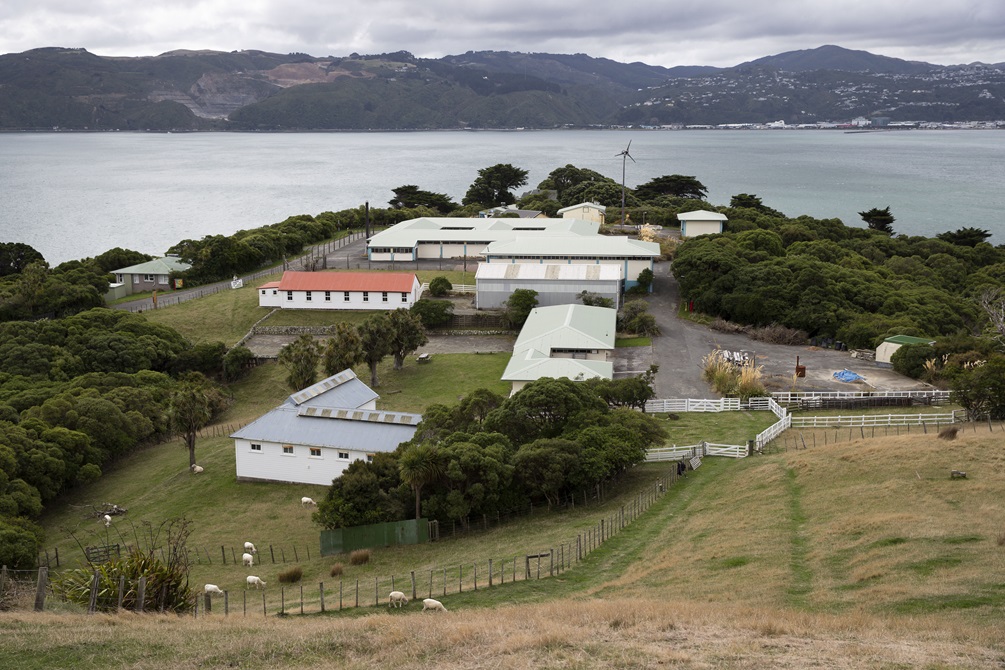 On a hill looking down at a few sheep and nine buildings of different shapes and sizes on Somes island, with bush around the edges, and the harbour and Petone in the background.
