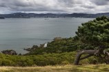 On Somes Island, a rugged tree to the left of the frame, native bush down to the sea with a small white lighthouse perched at the bottom, with Wellington harbour and the city beyond.