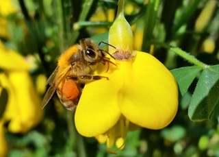 Image of a bee eating nectar from a flower