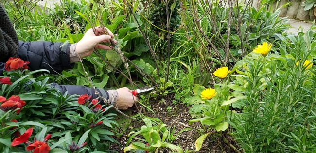 A persons hands pruning plants in a colourful garden.