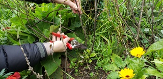 A close up a persons hands pruning plants in a garden with secateurs.