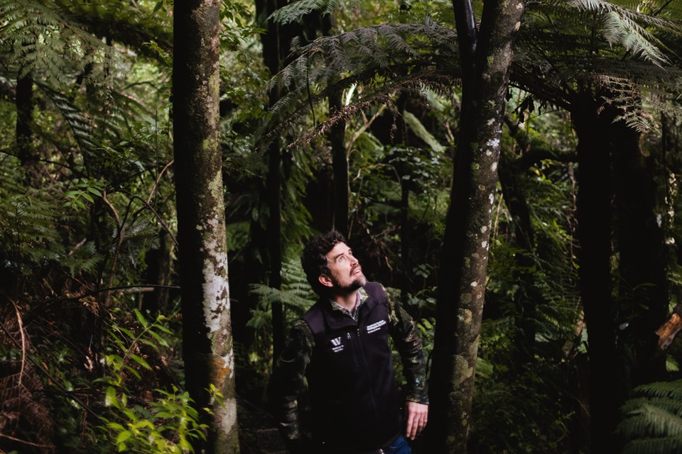 A man with short-brown hair wearing a black work vest standing in between moss-covered tree trunks, staring up towards the native forest canopy.