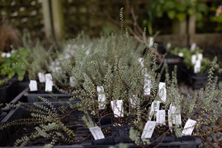 A group of greyish green small native plants in black pots with white tags in a nursery.