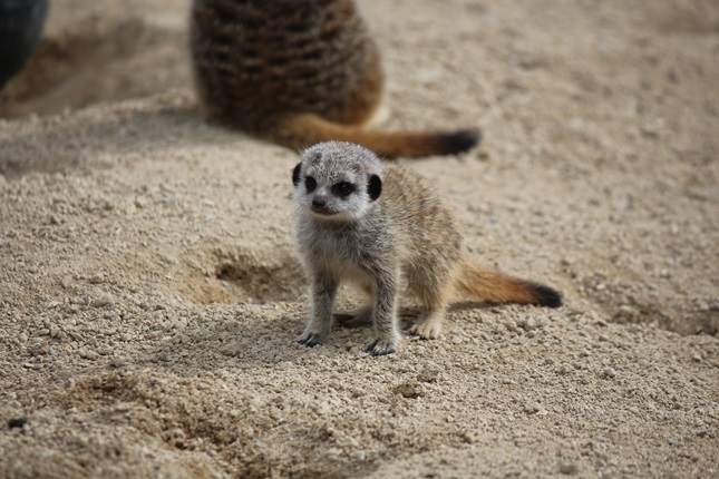 A little baby meerkat sitting on all fours on the sandy floor of it's enclosure.