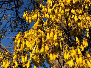 A bright yellow kōwhai tree in full bloom with blue sky in the background.