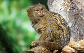 Tiny pygmy marmoset sitting in a tree.