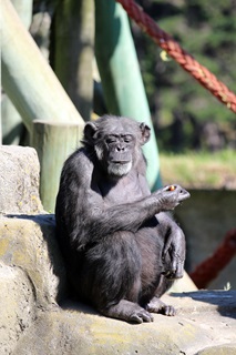 Sally the pregnant chimpanzee sitting in the sun with her eyes closed in her habitat.