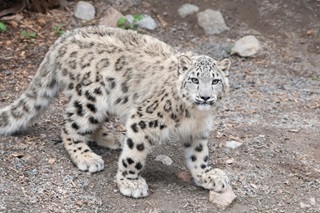 A black and white snow leopard outdoors in a habitat.