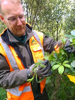 A man wearing glasses, gloves, and a high-vis orange vest, handling leaves of a flowering mature bomarea plant in the bush with tall trees behind him. 