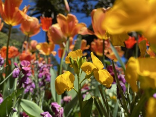 A garden bed of orange, yellow and red tulips.