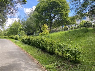 A row of hornbeam trees which create a hedge between a green meadow and a concrete path.