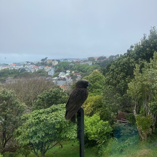 A kākā bird sitting on a wooden post in Kelburn with a cloudy sky in the background.