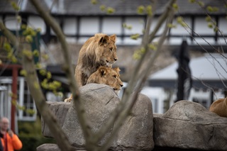 Two young male lions sitting on a boulder in a zoo.