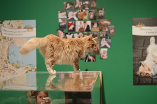 Mittens on the glass cabinet at the Floofy and Famous exhibition at Wellington Museum.