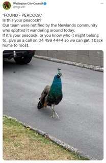 A screenshot of a Tweet about a lost peacock which was found walking around Newlands, with a photo of the peacock in the post.