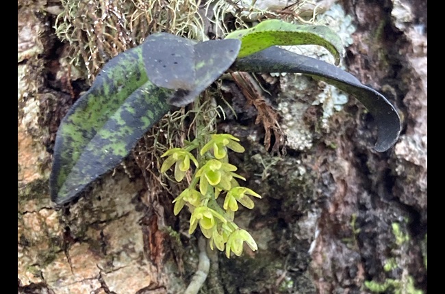 Ōtari welcomes funding to conserve native orchids  