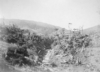 A black and white photo of Old Porirua Road, near Wellington taken around the 1860s where the road is still a dirt track and lined by trees on either side.