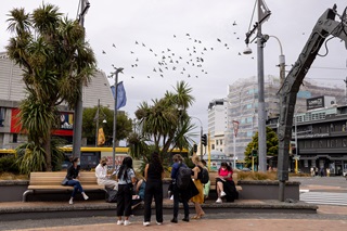 A group of young women huddle on and around park benches in a central city paved area with cabbage trees, as a flock of birds fly overhead and a yellow bus travels past on the road behind them.