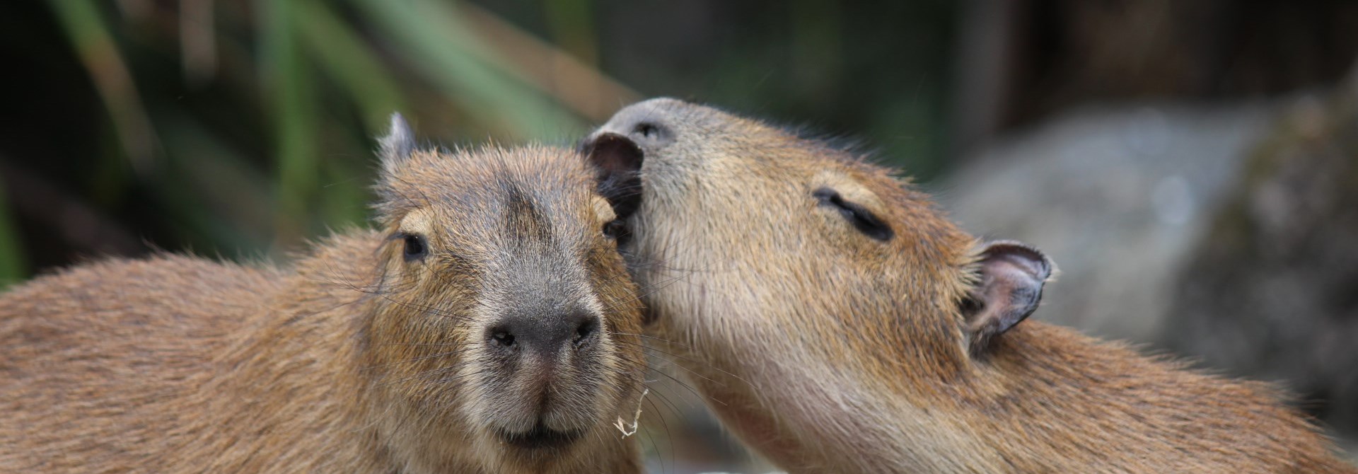 Two Capybaras nuzzling each other.