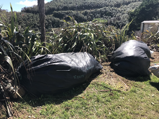 Two large black bags, full with weeds, resting on grass beside flax plants on a sunny day.