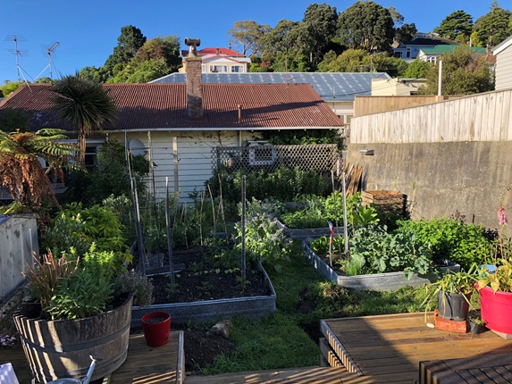 A vege garden with multiple garden beds, pots and stakes.