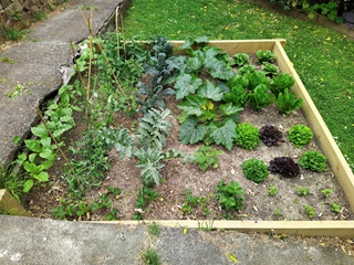 A tidy vegetable patch in a raised garden bed.