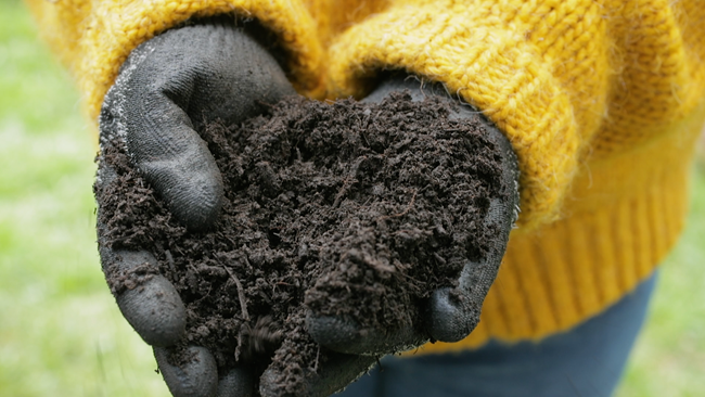 A person wearing a yellow knitted jumper with hands in black gloves holding dirt. 