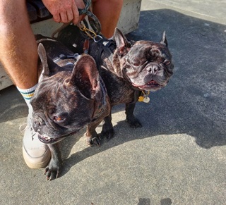 Two Black Brindle French Bulldogs.