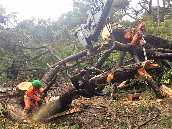 Council arborist team cutting up fallen trees