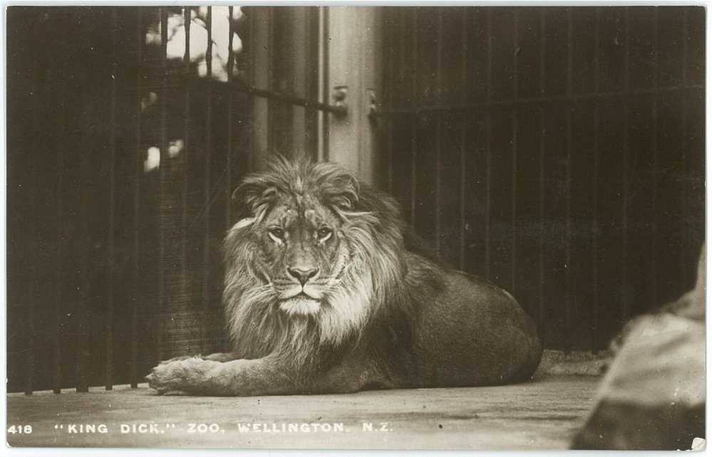 King Dick the Lion from the Wellington City Archives.