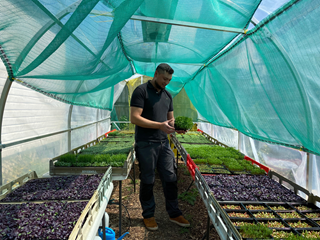 Person standing in a greenhouse holding microgreens.