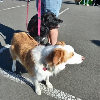 Border Collie/Retriever dog and a Border Collie.
