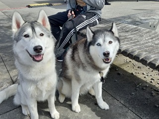 Two Siberian Huskies.