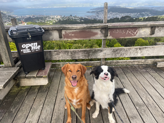 Two dogs looking at the camera with a black box behind them. 