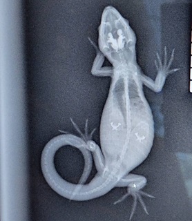 Gravid Gecko.