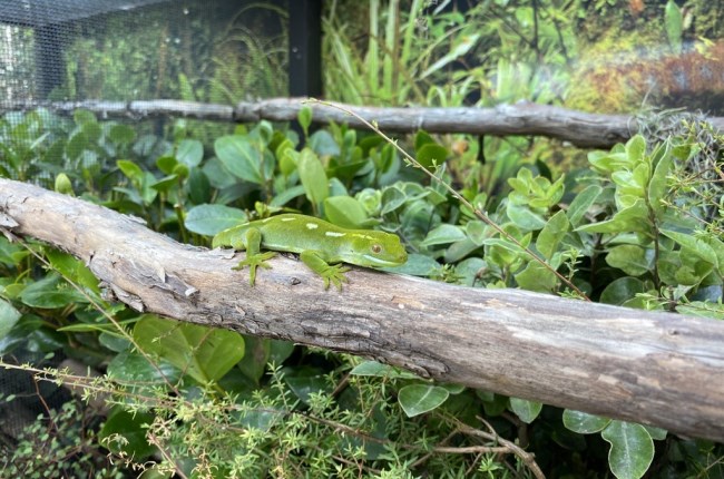 Wellington’s hidden reptile: Moko Kākāriki Green Gecko