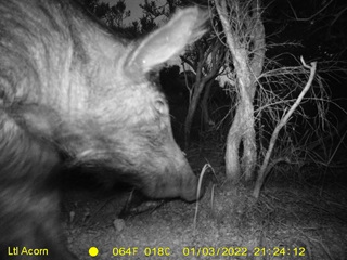 A pig caught foraging.