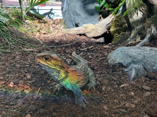 Lizard with a rainbow on it at the Wellington Zoo.