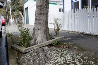 Cracked footpath and damaged tree planter on Elizabeth Street