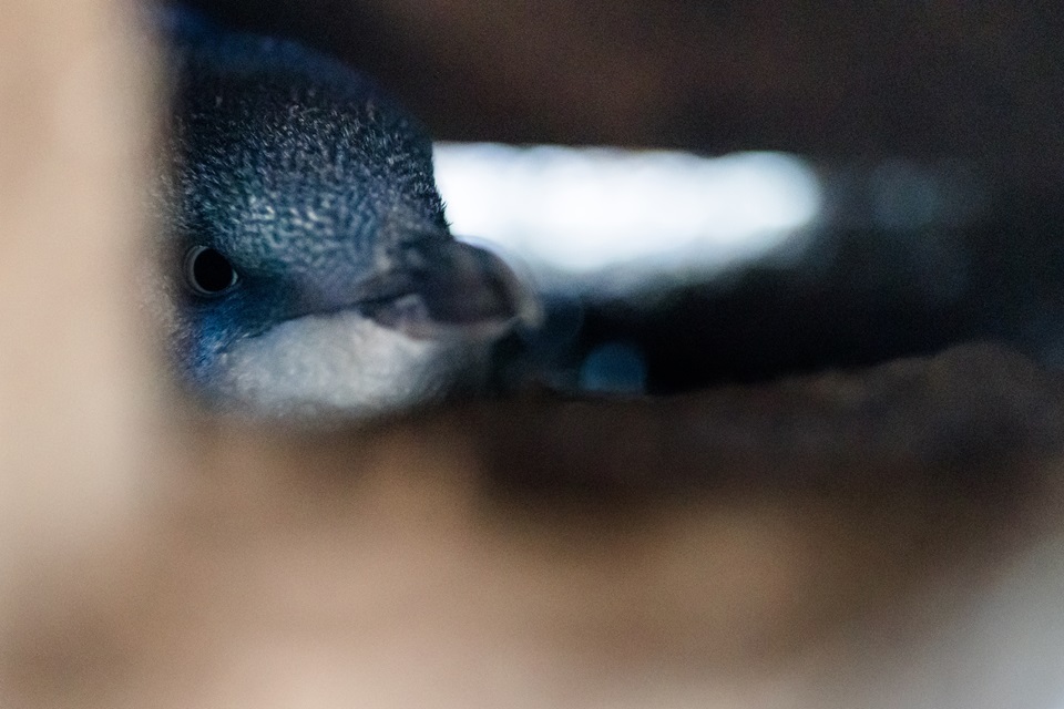 Glimpse of little blue penguin on site of planned works.