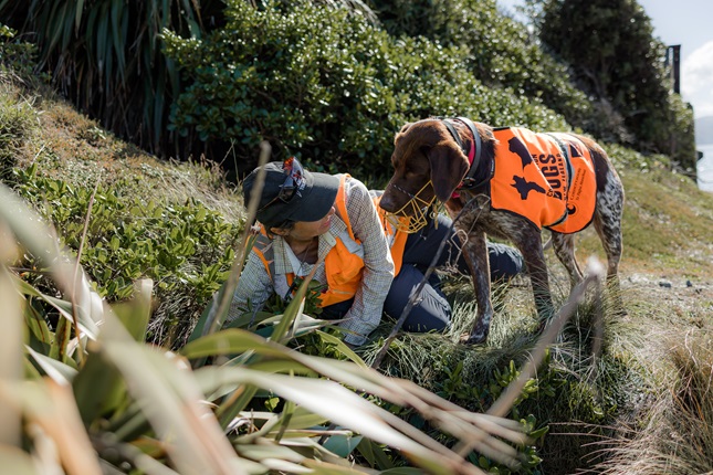 Miro the penguin detection dog working with handler on site around Evans Bay.