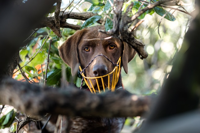 Dog with muzzle on looking through the trees.