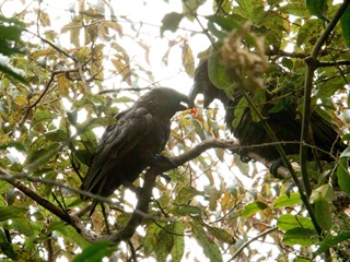 Two kaka in a tree, squaring off to each other!