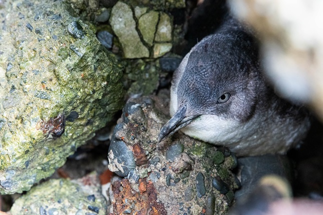 Kororā little blue penguin amongst rocks