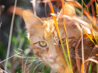 Colin the cat hiding behind grass.