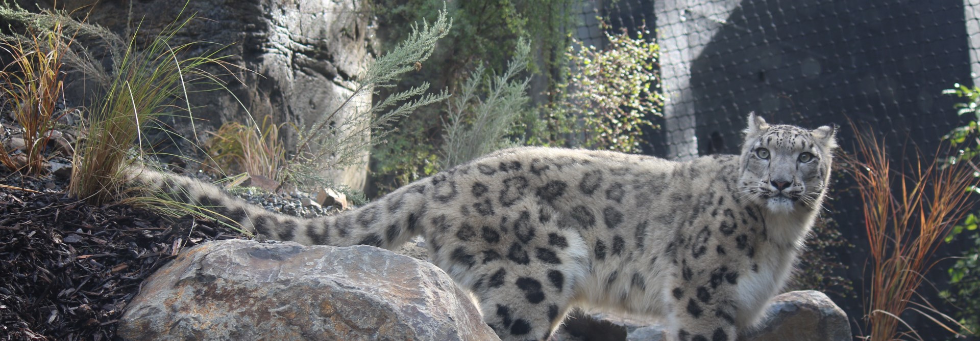 Snow Leopard at the Zoo standing on a rock.