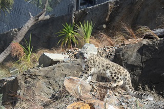 Snow Leopard on a rock with it's tongue poking out.