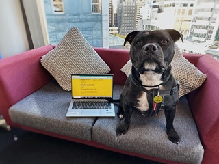 Dog sitting on a couch next to a laptop.