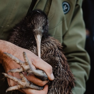 A person wearing a green jacket holding a kiwi.